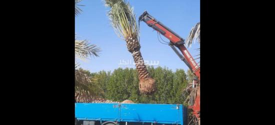 مقاولات زراعية نخيل