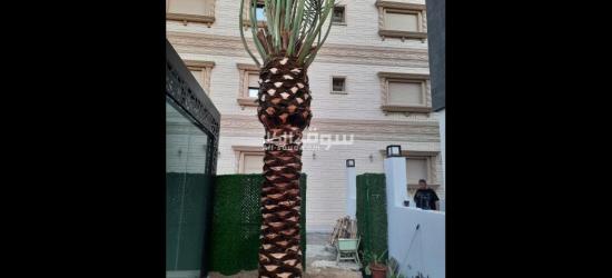 مقاولات زراعية نخيل - 2